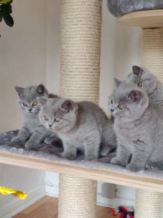 Am 01.03.2022 hat meine BKH Katze wunderschöne