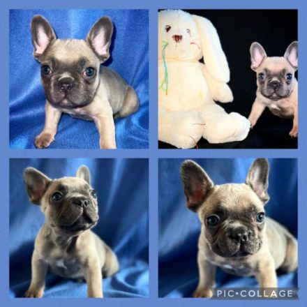 Aus erstklassiger Verpaarung durften wir am 19.03.22 3