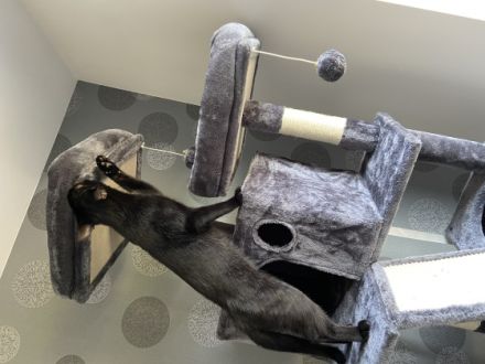 Bailey, Guten Tag, schweren Herzens bieten wir hier