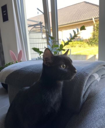 Bailey, Guten Tag, schweren Herzens bieten wir hier