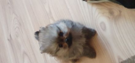 Spitz/Zwergspitz, Mischlingswelpen