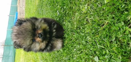 Spitz/Zwergspitz, Mischlingswelpen