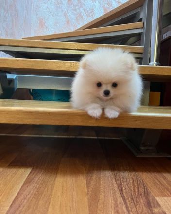 Schön Zwergspitz Welpen