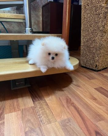 Schön Zwergspitz Welpen