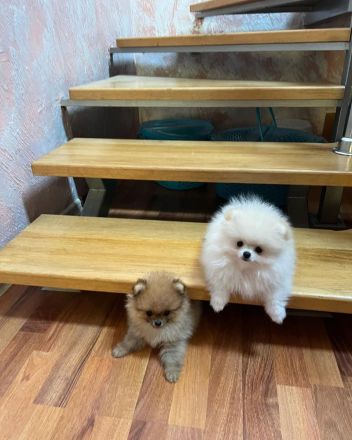 Schön Zwergspitz Welpen