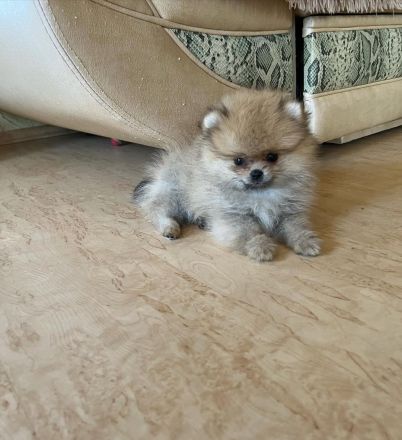 Schön Zwergspitz Welpen