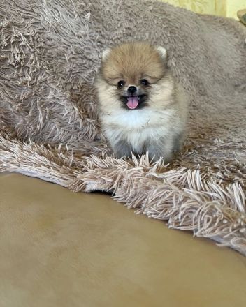 Schön Zwergspitz Welpen