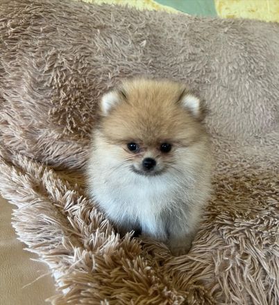 Schön Zwergspitz Welpen