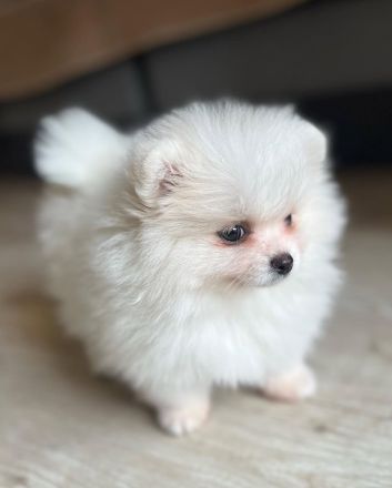 Schön Zwergspitz Welpen