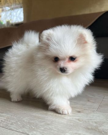 Schön Zwergspitz Welpen