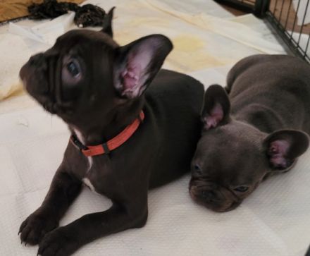 2 Franzosen aus dem Wurf suchen ab sofort ihre