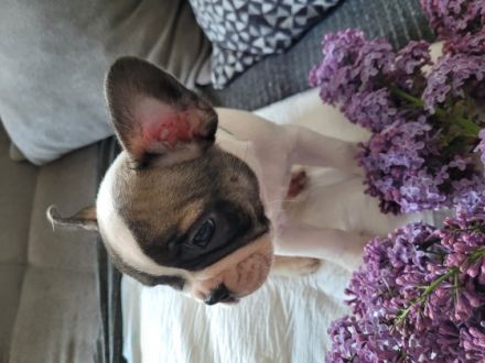 2 Franzosen aus dem Wurf suchen ab sofort ihre