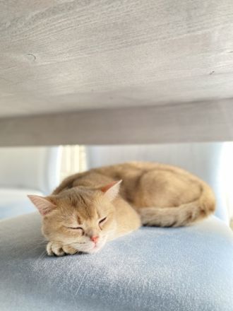 Hallo liebe Katzenfreunde, am 8. April 2022 kamen