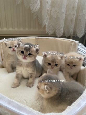 Hallo liebe Katzenfreunde, am 8. April 2022 kamen