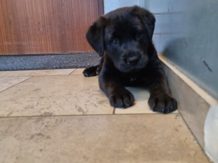 nrassiger  Labrador  welpe (männlich)in liebevolle