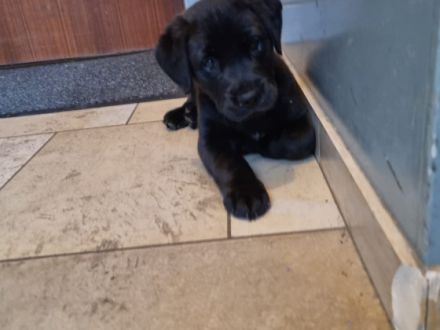 nrassiger  Labrador  welpe (männlich)in liebevolle