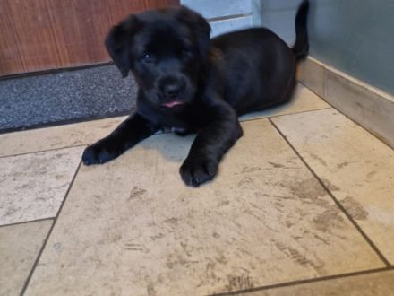 nrassiger  Labrador  welpe (männlich)in liebevolle