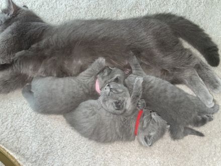 Hallo zusammen, Wir verkaufen unsere 3 Mädels. Wir