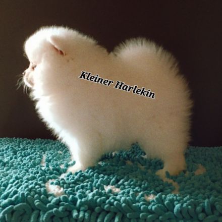 Kleiner Harlekin