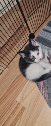 Ich suche noch eine tolle Familie mein Bruder und