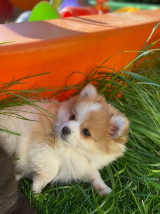 Die kleinen Welpen dürfen ab sofort in ein liebevolles