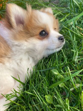 Die kleinen Welpen dürfen ab sofort in ein liebevolles