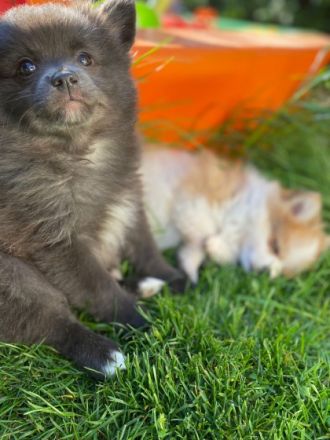 Die kleinen Welpen dürfen ab sofort in ein liebevolles