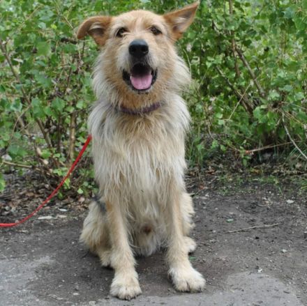 Hector ist ein stattlicher Mischlingsrüde der sich ein schönes passendes Zuhause wünscht...