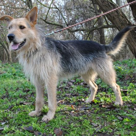 Hector ist ein stattlicher Mischlingsrüde der sich ein schönes passendes Zuhause wünscht...