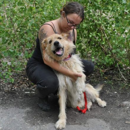 Hector ist ein stattlicher Mischlingsrüde der sich ein schönes passendes Zuhause wünscht...