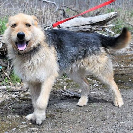 Hector ist ein stattlicher Mischlingsrüde der sich ein schönes passendes Zuhause wünscht...