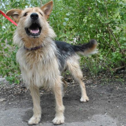 Hector ist ein stattlicher Mischlingsrüde der sich ein schönes passendes Zuhause wünscht...