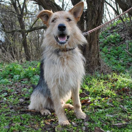 Hector ist ein stattlicher Mischlingsrüde der sich ein schönes passendes Zuhause wünscht...