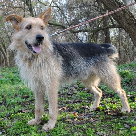 Hector ist ein stattlicher Mischlingsrüde der sich ein schönes passendes Zuhause wünscht...