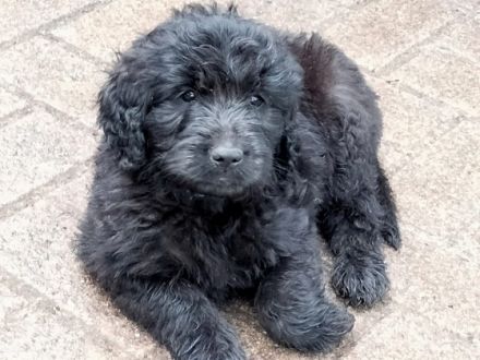 Hallo meine Goldenretriever Hündin hat am 18.03.2022 11