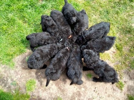 Hallo meine Goldenretriever Hündin hat am 18.03.2022 11