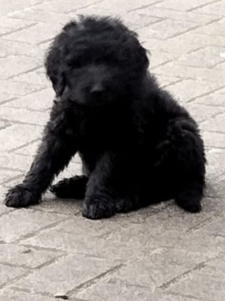 Hallo meine Goldenretriever Hündin hat am 18.03.2022 11