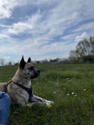 Rocco ist ein 3 Jahre alter Husky/Englisch Bulldogge