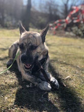 Rocco ist ein 3 Jahre alter Husky/Englisch Bulldogge