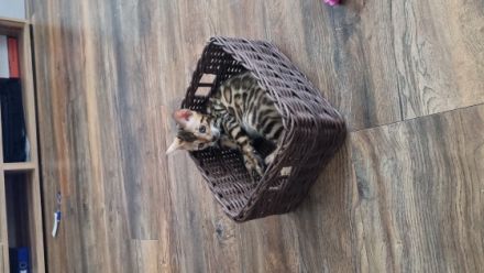 Hallo, Wor kleine süße reinrassige Kätzchen suchen ab