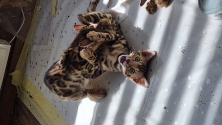 Hallo, Wor kleine süße reinrassige Kätzchen suchen ab
