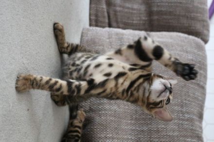 Hallo, Wor kleine süße reinrassige Kätzchen suchen ab