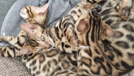 Hallo, Wor kleine süße reinrassige Kätzchen suchen ab