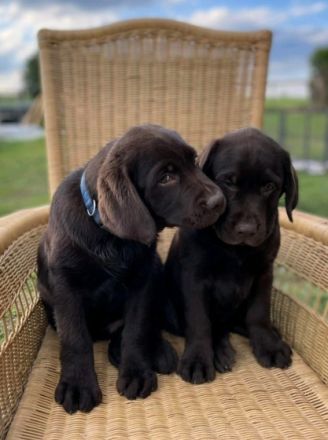 Unsere Labrador-Hündin Chocko Zinderella hat am 18.