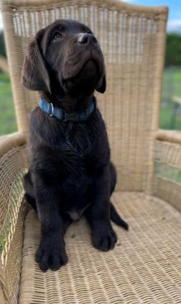 Unsere Labrador-Hündin Chocko Zinderella hat am 18.