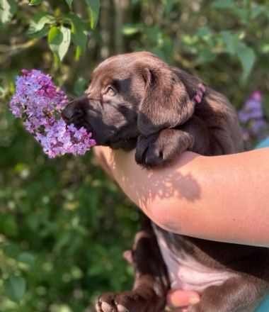 Unsere Labrador-Hündin Chocko Zinderella hat am 18.