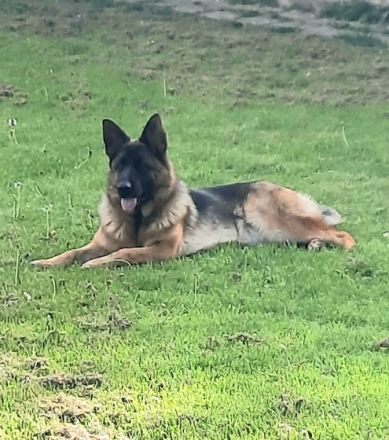 Ava, Verkaufe eine junge reinrassige Schäferhündin ,