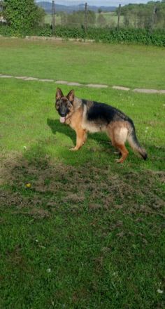 Ava, Verkaufe eine junge reinrassige Schäferhündin ,