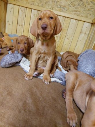 Wir der Zwinger vom Blauen Berg züchten diese edle