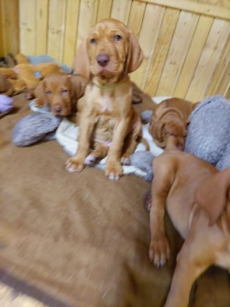 Wir der Zwinger vom Blauen Berg züchten diese edle